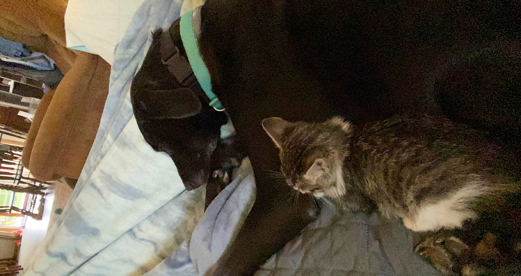 Drogo joined the competition — help win amazing prizes! carnivore, cat, domestic_short_haired_cat, dragon_li, ear, european_shorthair, felidae, fur, german_rex, kitten, small_to_medium_sized_cats, tail, whiskers