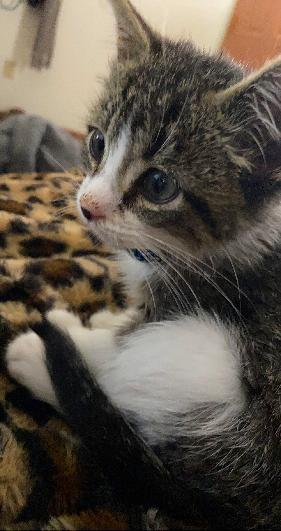 Drogo joined the competition — help win amazing prizes! aegean_cat, american_curl, american_shorthair, american_wirehair, asian, carnivore, cat, domestic_short_haired_cat, dragon_li, european_shorthair, felidae, fur, kitten, mammal, norwegian_forest_cat, small_to_medium_sized_cats, tabby_cat, vertebrate, whiskers