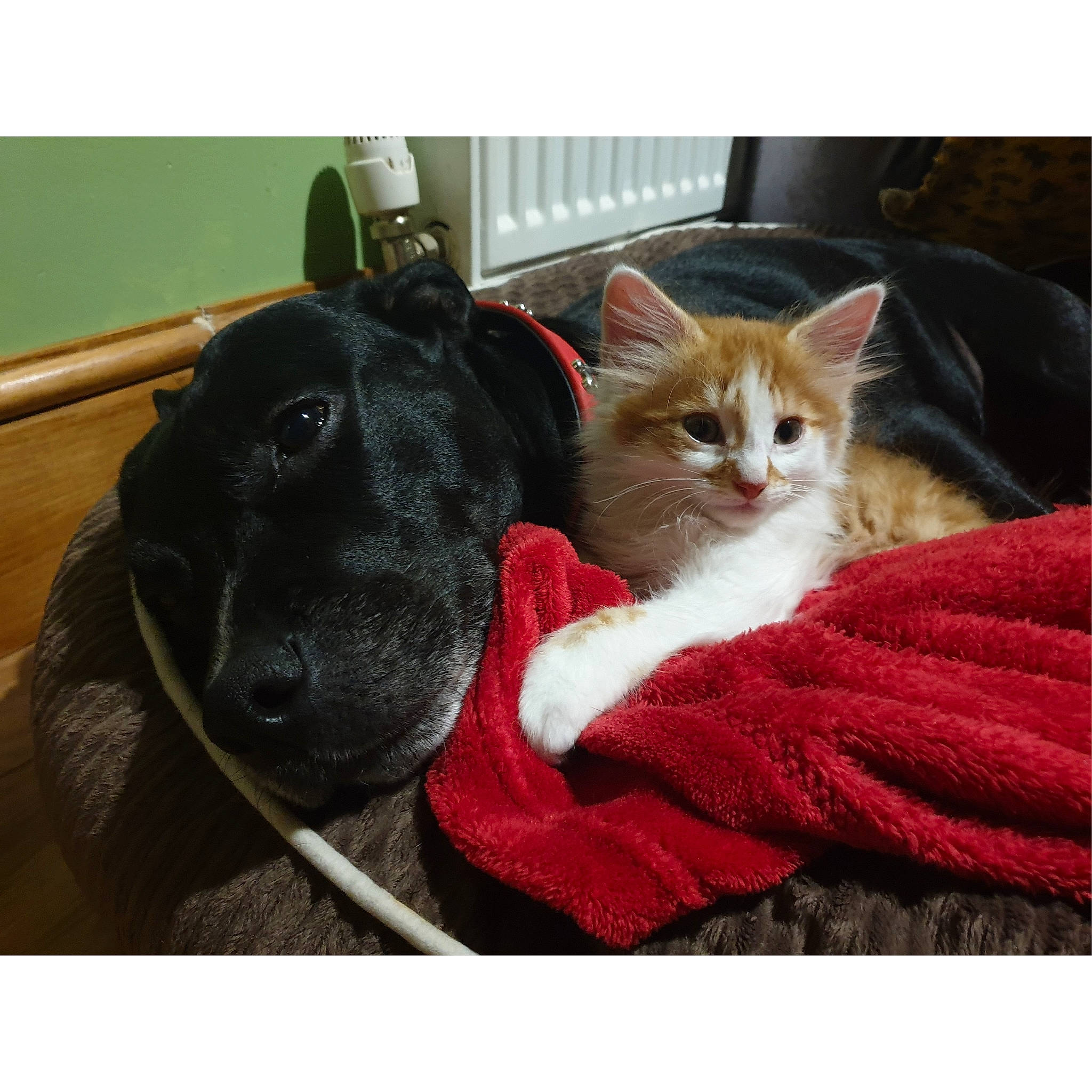 Theon is registered to the contest to win money with this photo: black_cat, canidae, carnivore, cat, dog, dog_breed, ear, felidae, fur, kitten, mammal, paw, photography, puppy, small_to_medium_sized_cats, snapshot, snout, sporting_group, vertebrate, whiskers