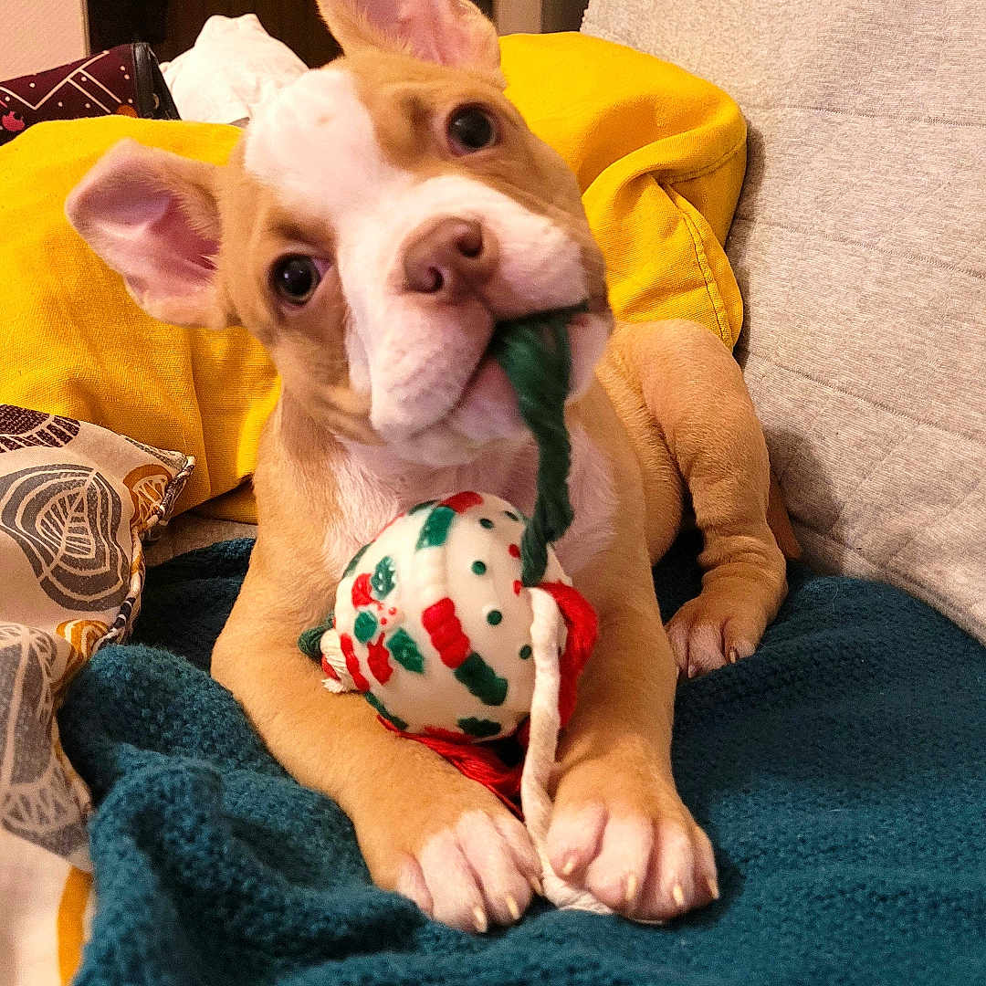 Vaillant participe au concours pour gagner de l'argent avec cette photo : accessories, animal, bag, blanket, boxer, bulldog, canine, clothing, couch, cushion, dog, frenchbulldog, furniture, handbag, homedecor, hound, pet, pitbull, puppy, quilt
