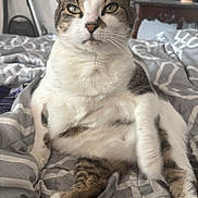 Chipanini is registered to the contest to win money with this photo: animal, bed, blanket, cat, close_up, cute, domestic_animal, expression, feline, fur, indoor, paw, pet, relaxed, resting, sitting, sleepy, tabby, whiskers, white_fur