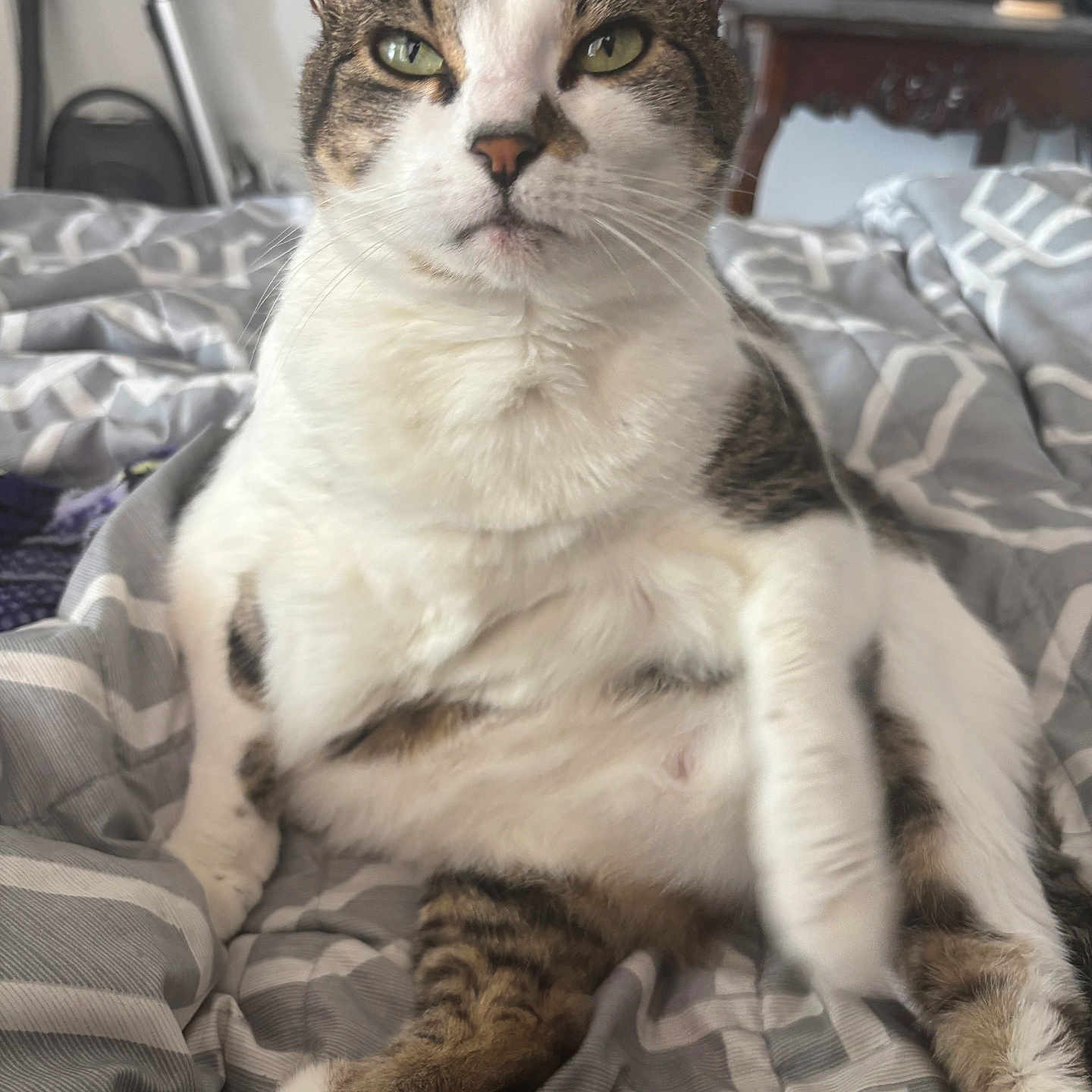 Chipanini is registered to the contest to win money with this photo: animal, bed, blanket, cat, close_up, cute, domestic_animal, expression, feline, fur, indoor, paw, pet, relaxed, resting, sitting, sleepy, tabby, whiskers, white_fur