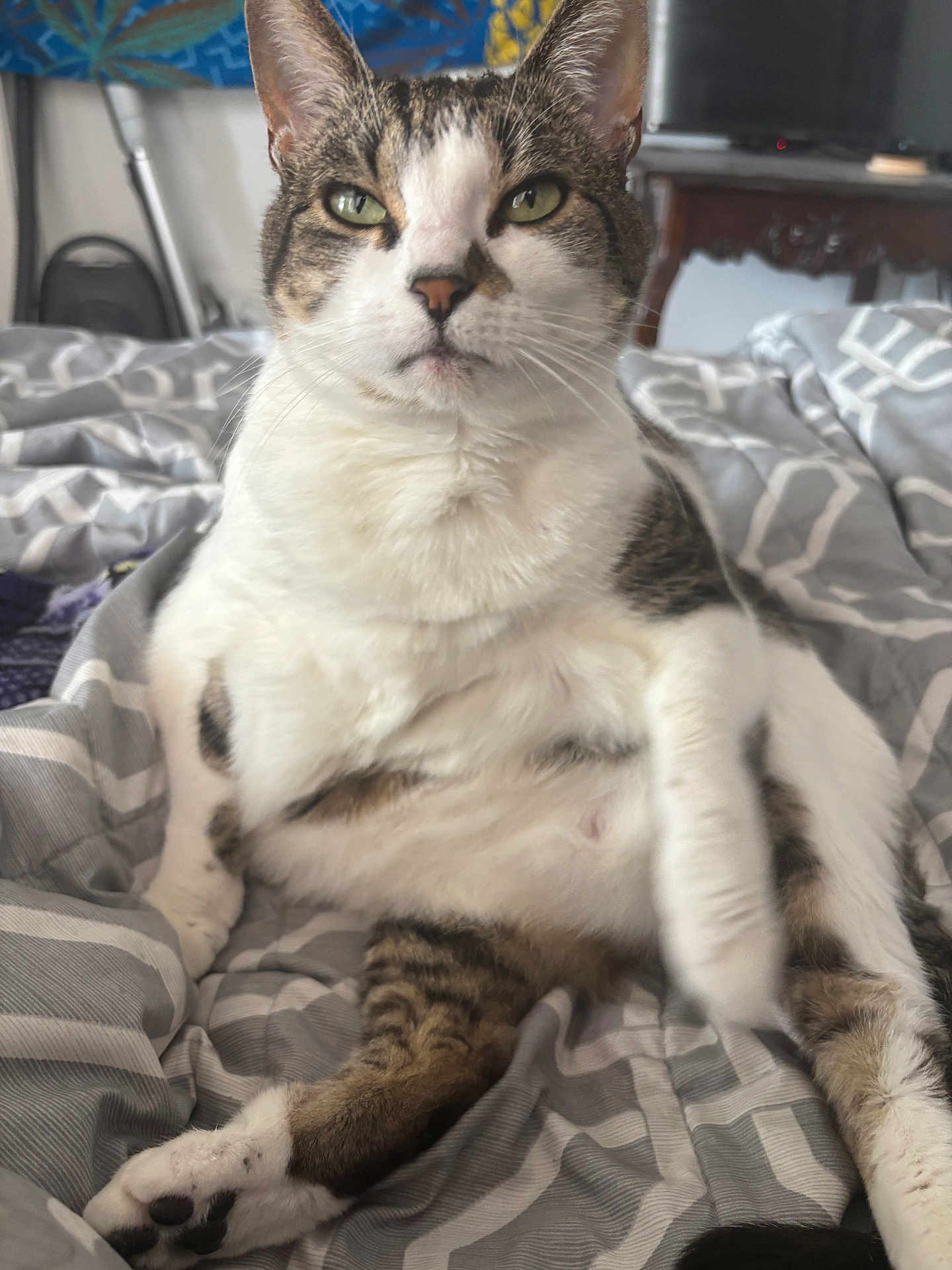 Chipanini is registered to the contest to win money with this photo: animal, bed, blanket, cat, close_up, cute, domestic_animal, expression, feline, fur, indoor, paw, pet, relaxed, resting, sitting, sleepy, tabby, whiskers, white_fur