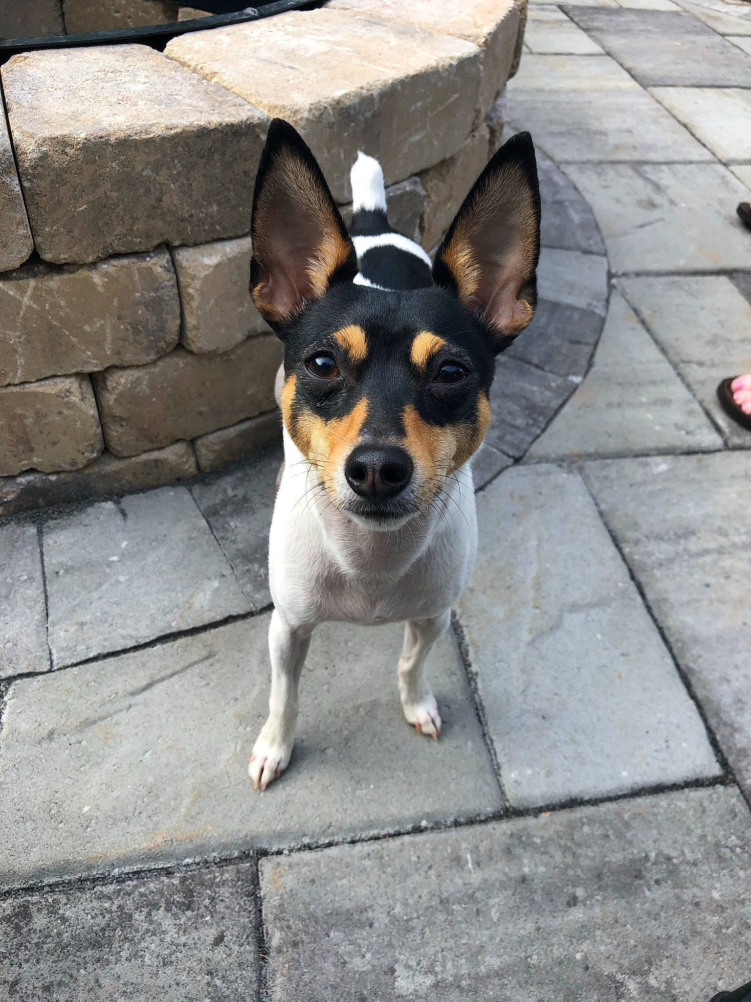 Calvin is registered to the contest to win money with this photo: canidae, carnivore, collar, companion_dog, dog, dog_breed, dog_supply, door, fawn, flooring, foot, paw, road_surface, sandal, sidewalk, snout, sporting_group, street, whiskers, working_animal