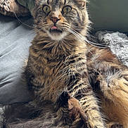 Yuna participe au concours pour gagner de l'argent avec cette photo : animal, bed, cat, closeup, cozy, curious, cute, domestic_animal, feline, fluffy, furry, indoor, pet, pillow, relaxed, resting, soft, tabby, tongue_out, whiskers