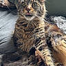 animal, bed, cat, closeup, cozy, curious, cute, domestic_animal, feline, fluffy, furry, indoor, pet, pillow, relaxed, resting, soft, tabby, tongue_out, whiskers