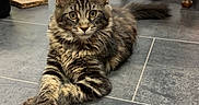 Yuna a rejoint le concours — aidez-le/la à gagner de superbes lots ! animal, architecture, barstool, building, cat, desk, diningtable, furniture, hardwood, indoors, interiordesign, kitten, livingroom, manx, person, pet, room, slate, table, wood