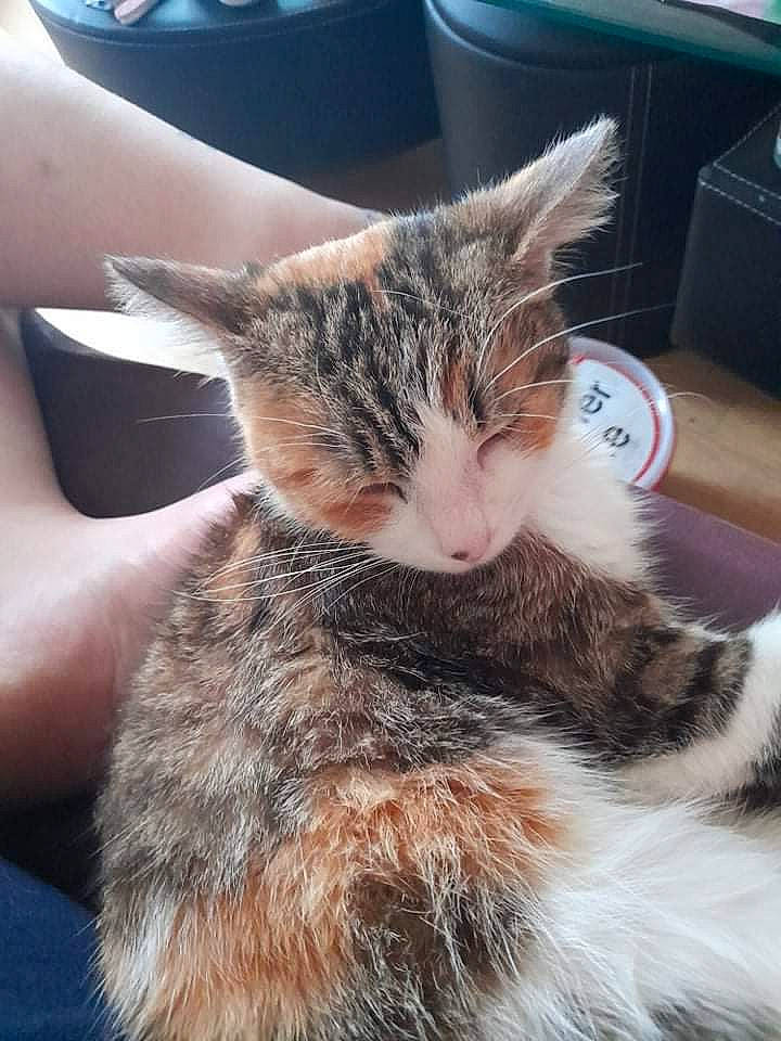 Calîne a rejoint le concours — aidez-le/la à gagner de superbes lots ! box, carnivore, cat, claw, comfort, computer_keyboard, domestic_short_haired_cat, felidae, fur, nap, paw, photography, plant, shipping_box, sky, sleep, small_to_medium_sized_cats, tail, whiskers