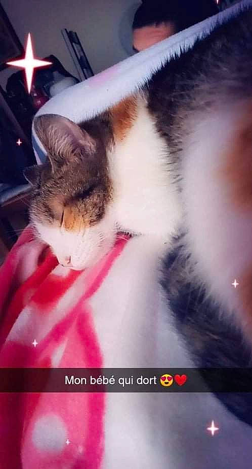 Calîne participe au concours pour gagner de l'argent avec cette photo : carnivore, cat, comfort, domestic_short_haired_cat, felidae, font, fur, magenta, night, paw, photo_caption, plant, sky, small_to_medium_sized_cats, snout, square, tail, tree, whiskers