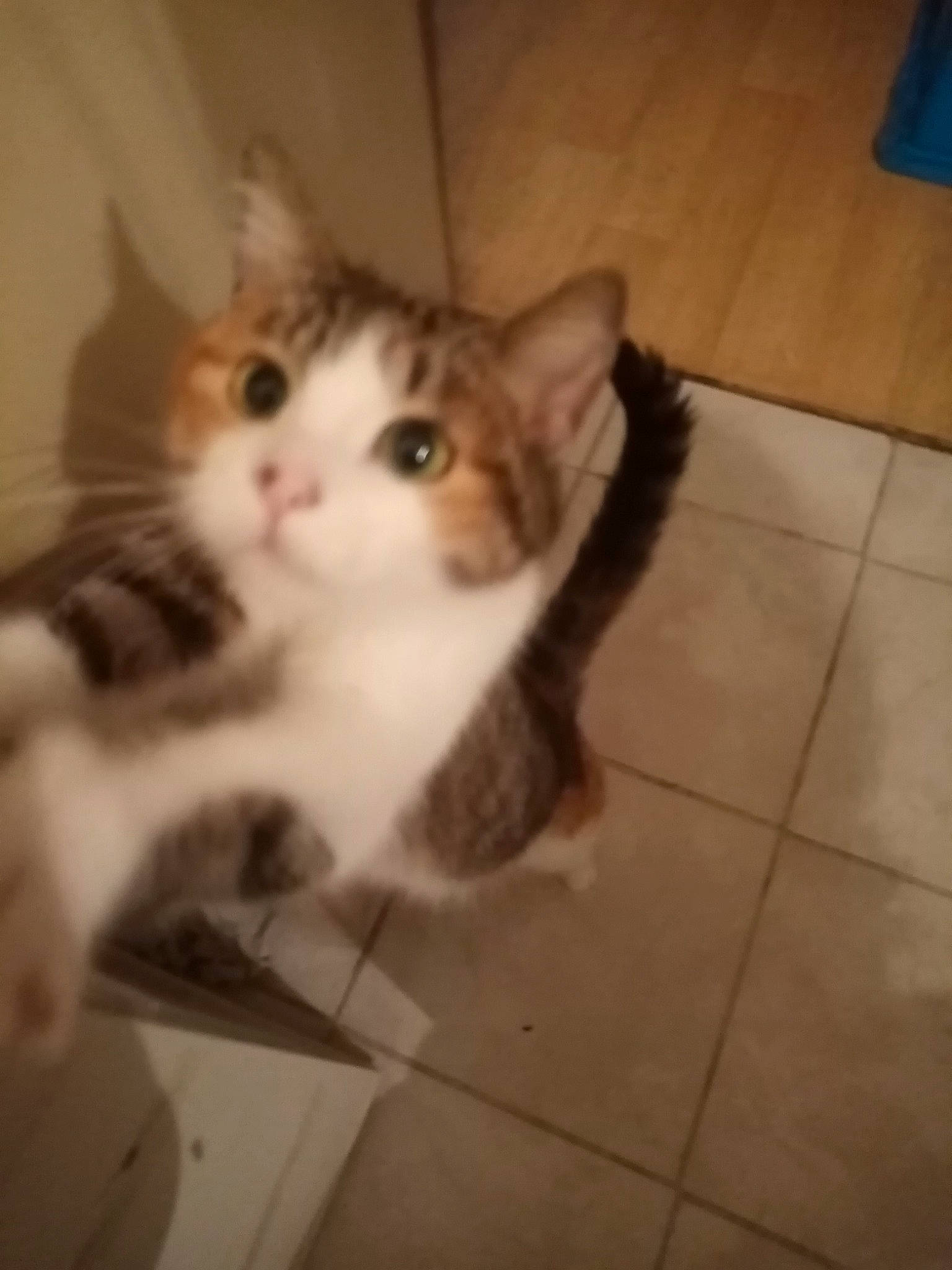 Calîne a rejoint le concours — aidez-le/la à gagner de superbes lots ! carnivore, cat, domestic_short_haired_cat, eye, felidae, flooring, fur, hardwood, iris, paw, room, sitting, small_to_medium_sized_cats, square, tail, tile_flooring, vertebrate, whiskers, wood