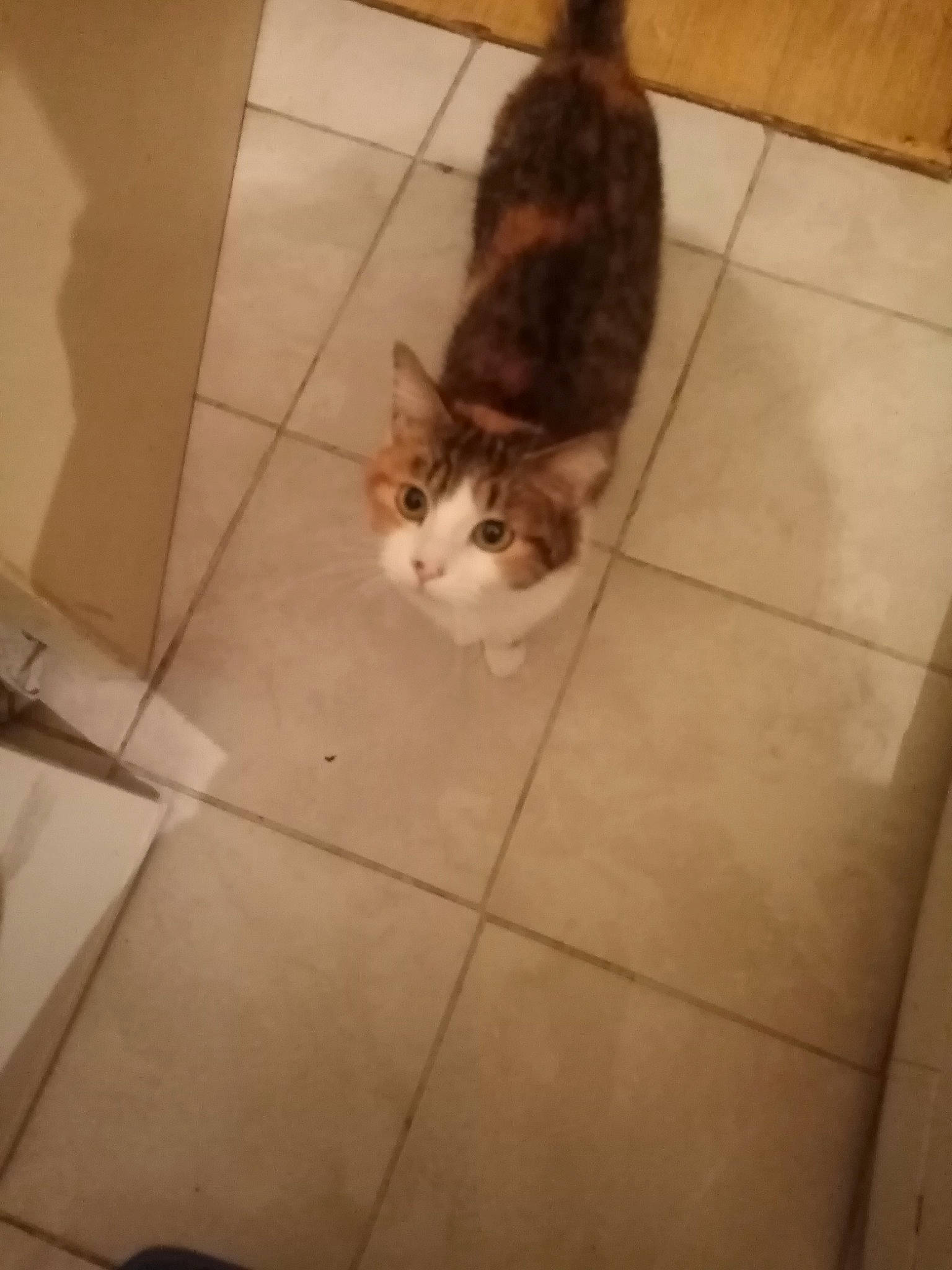 Calîne a rejoint le concours — aidez-le/la à gagner de superbes lots ! carnivore, cat, comfort, eye, fawn, felidae, floor, flooring, foot, hair, hardwood, head, human_body, human_leg, small_to_medium_sized_cats, snout, tail, tile_flooring, whiskers, wood