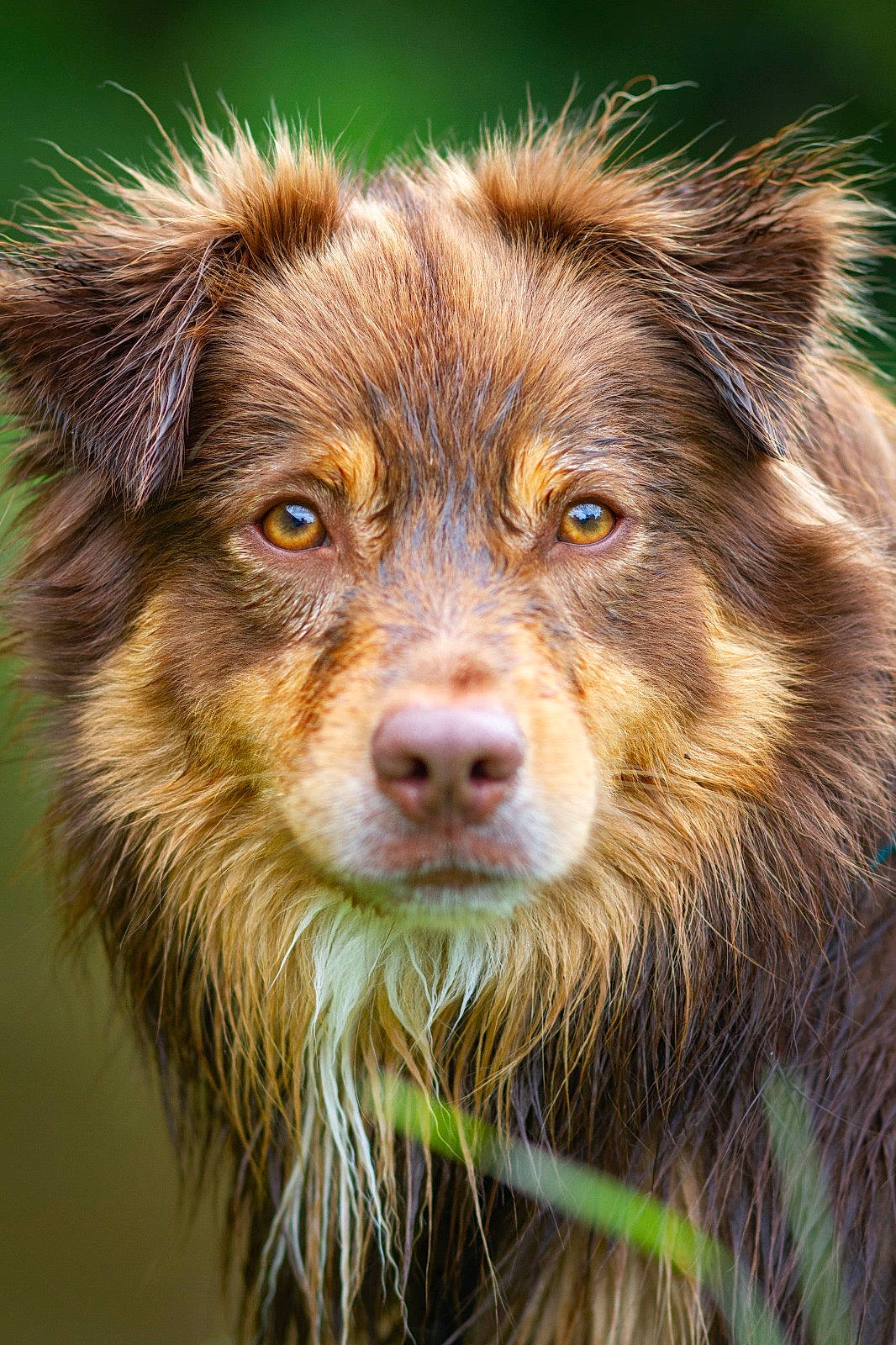 Tao a rejoint le concours — aidez-le/la à gagner de superbes lots ! art, carnivore, companion_dog, dog, dog_breed, eye, fur, liver, snout, sporting_group, terrestrial_animal, whiskers, wildlife, working_dog