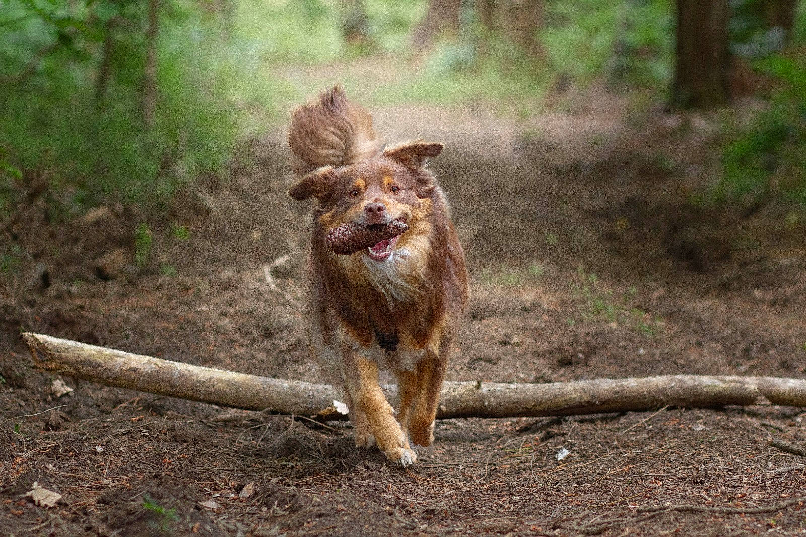 Tao participe au concours pour gagner de l'argent avec cette photo : canidae, carnivore, companion_dog, dog, dog_breed, fawn, forest, grass, liver, plant, retriever, soil, sporting_group, tail, terrestrial_animal, tree, wildlife, wood, woodland, working_animal