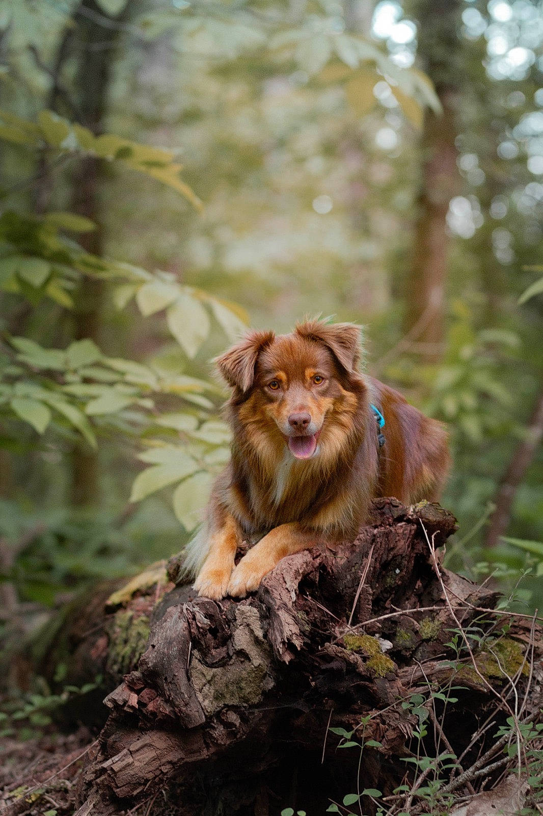 Tao participe au concours pour gagner de l'argent avec cette photo : carnivore, companion_dog, dog_breed, felidae, forest, fur, grass, jungle, liver, macaque, natural_landscape, plant, sporting_group, tail, terrestrial_animal, tree, trunk, whiskers, wood, woodland