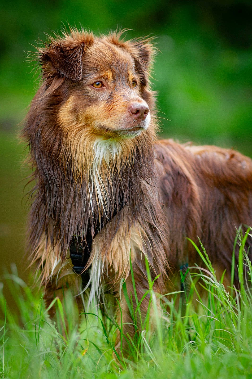 Tao participe au concours pour gagner de l'argent avec cette photo : canidae, carnivore, dog_breed, fur, grass, grassland, liver, natural_landscape, plant, snout, sporting_group, terrestrial_animal