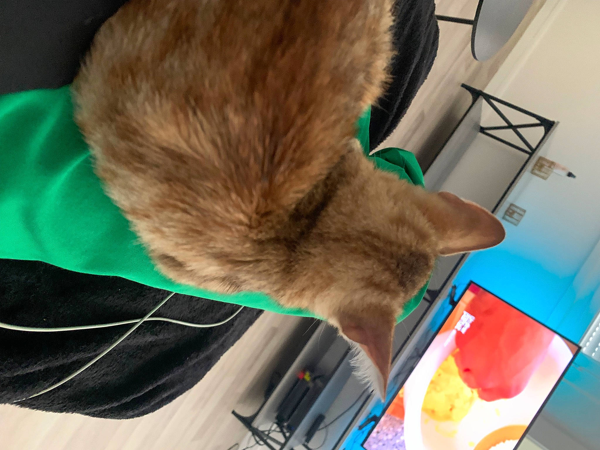 Dior participe au concours pour gagner de l'argent avec cette photo : carnivore, cat, claw, collar, comfort, dog_breed, domestic_short_haired_cat, fawn, felidae, fur, gesture, room, small_to_medium_sized_cats, sporting_group, tail, whiskers