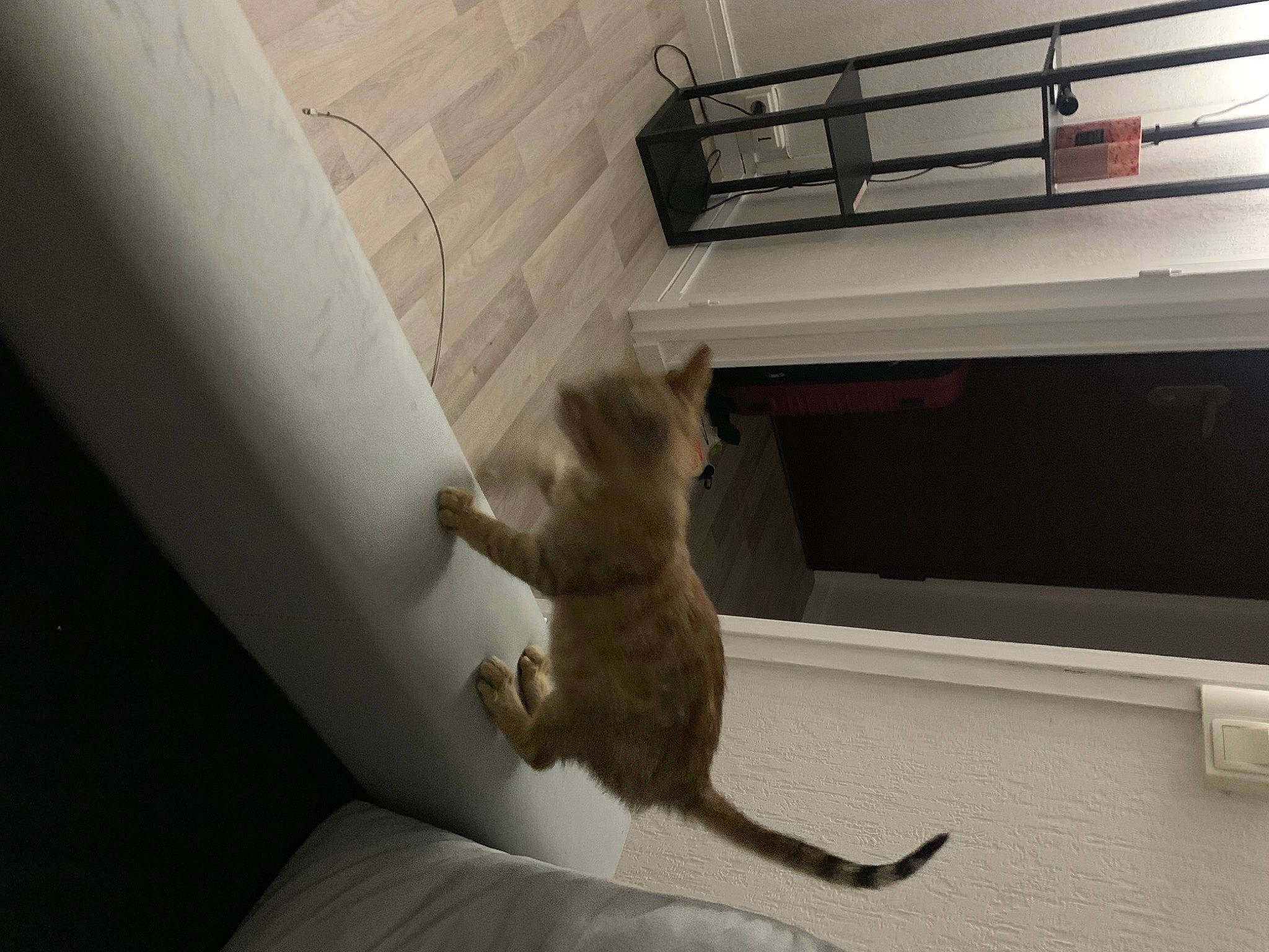 Dior participe au concours pour gagner de l'argent avec cette photo : carnivore, cat, ceiling, comfort, domestic_short_haired_cat, fawn, felidae, floor, flooring, fur, hardwood, interior_design, room, small_to_medium_sized_cats, tail, tints_and_shades, vertebrate, whiskers, window_covering, wood