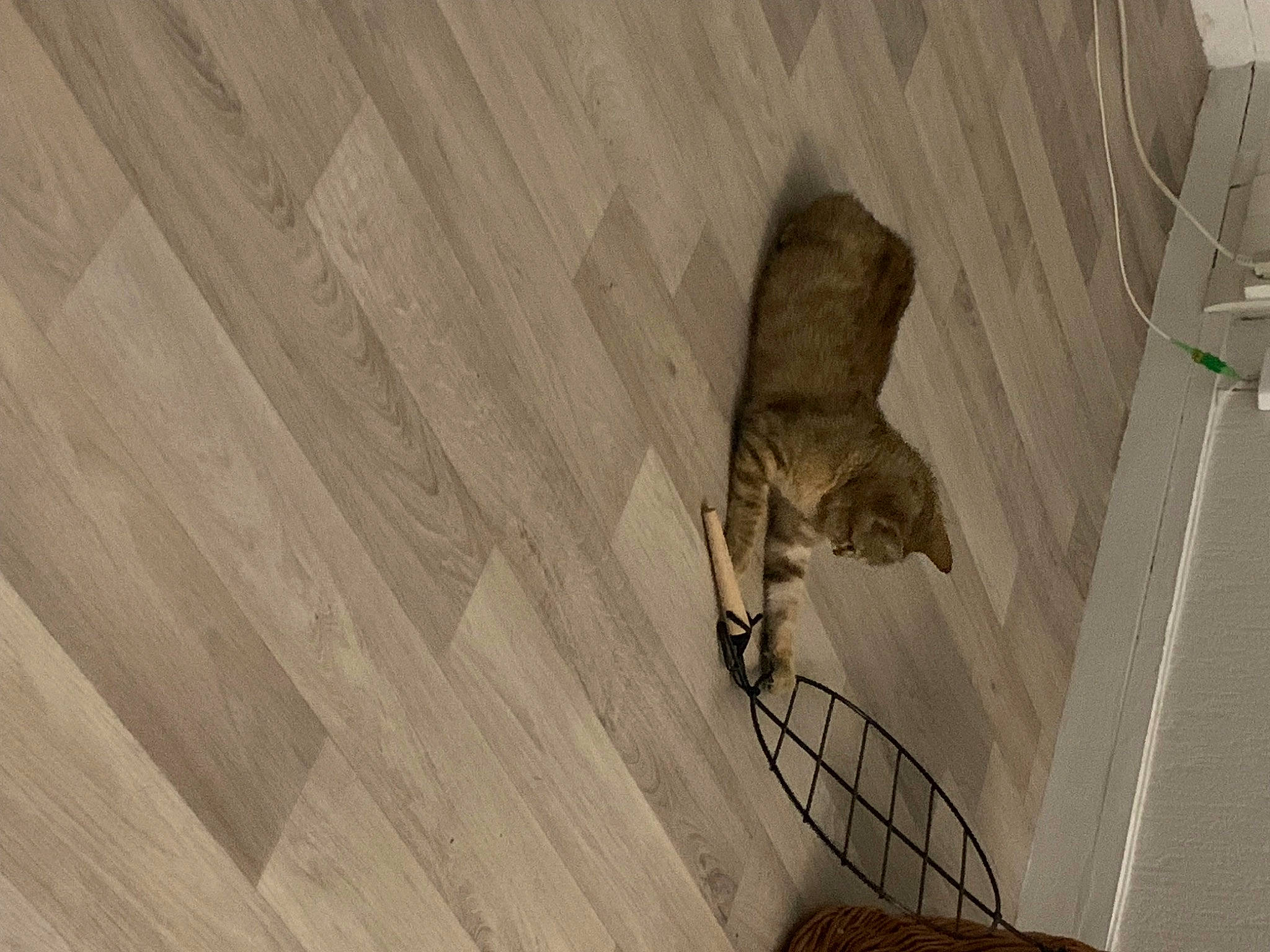 Dior participe au concours pour gagner de l'argent avec cette photo : carnivore, cat, ceiling, domestic_short_haired_cat, felidae, floor, flooring, fur, hardwood, monochrome, plank, plywood, shadow, small_to_medium_sized_cats, tail, varnish, whiskers, wood, wood_flooring, wood_stain