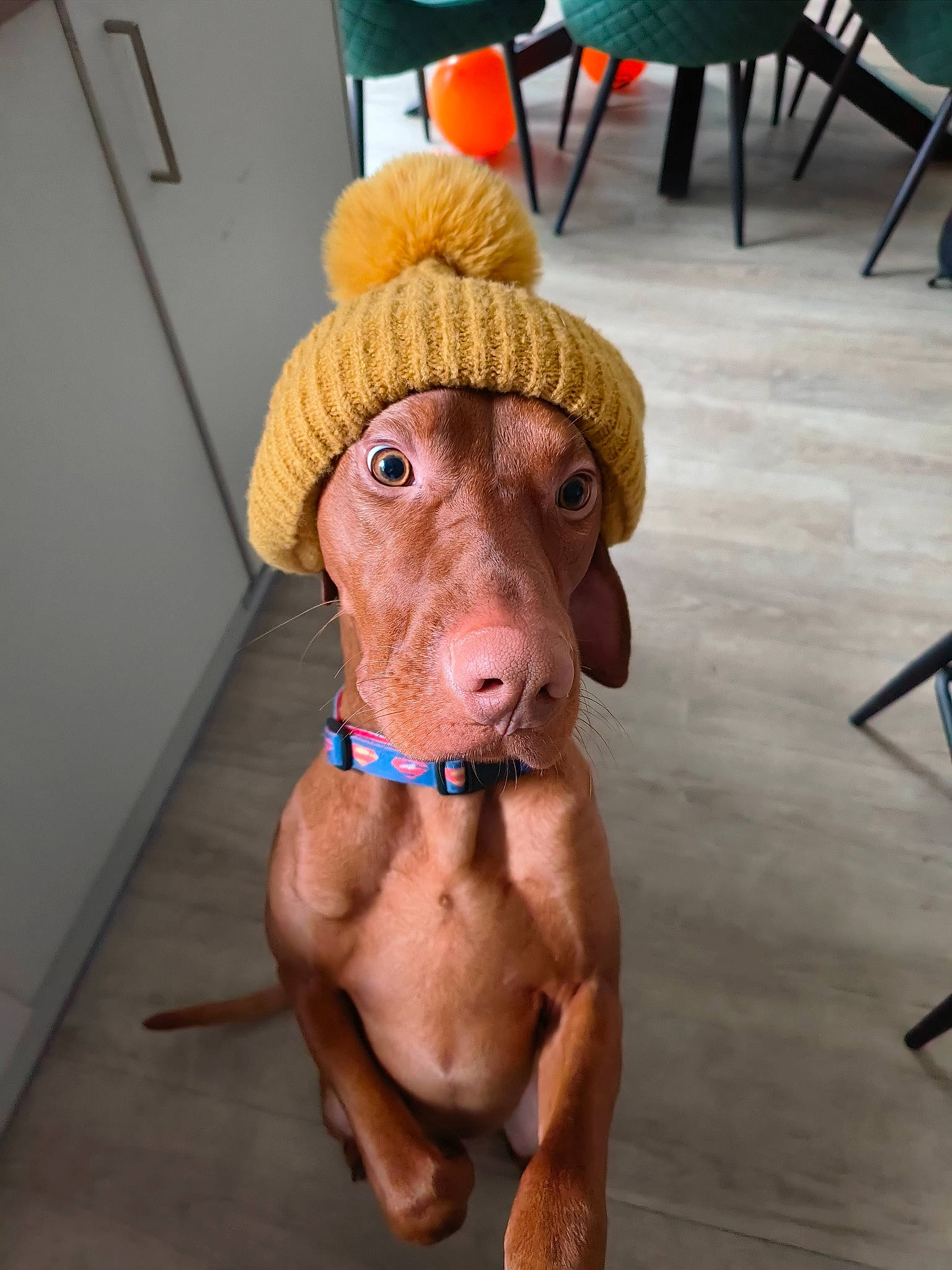 Dumbo joined the competition — help win amazing prizes! art, canidae, carnivore, chair, companion_dog, costume_hat, dog, dog_breed, dog_clothes, fawn, flooring, fur, hat, liver, snout, sporting_group, toy, whiskers, wood, working_animal