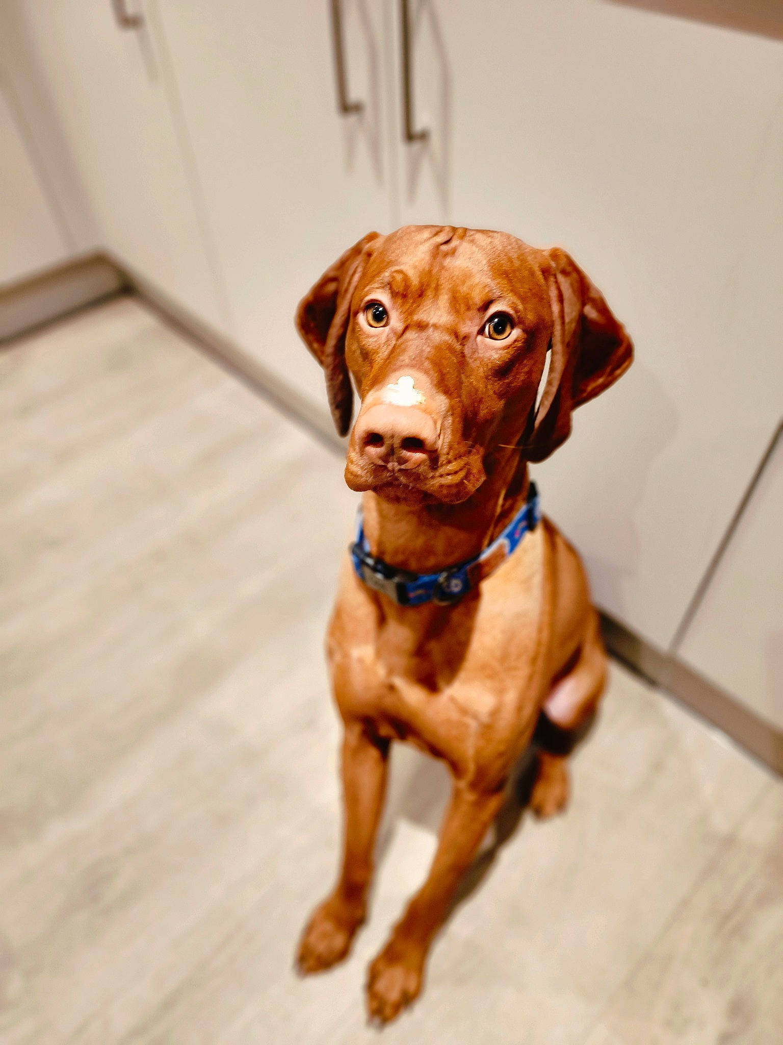 Dumbo joined the competition — help win amazing prizes! canidae, carnivore, collar, companion_dog, dog, dog_breed, dog_collar, fawn, flooring, fur, liver, pet_supply, plank, snout, sporting_group, varnish, whiskers, wood, wood_stain, working_animal