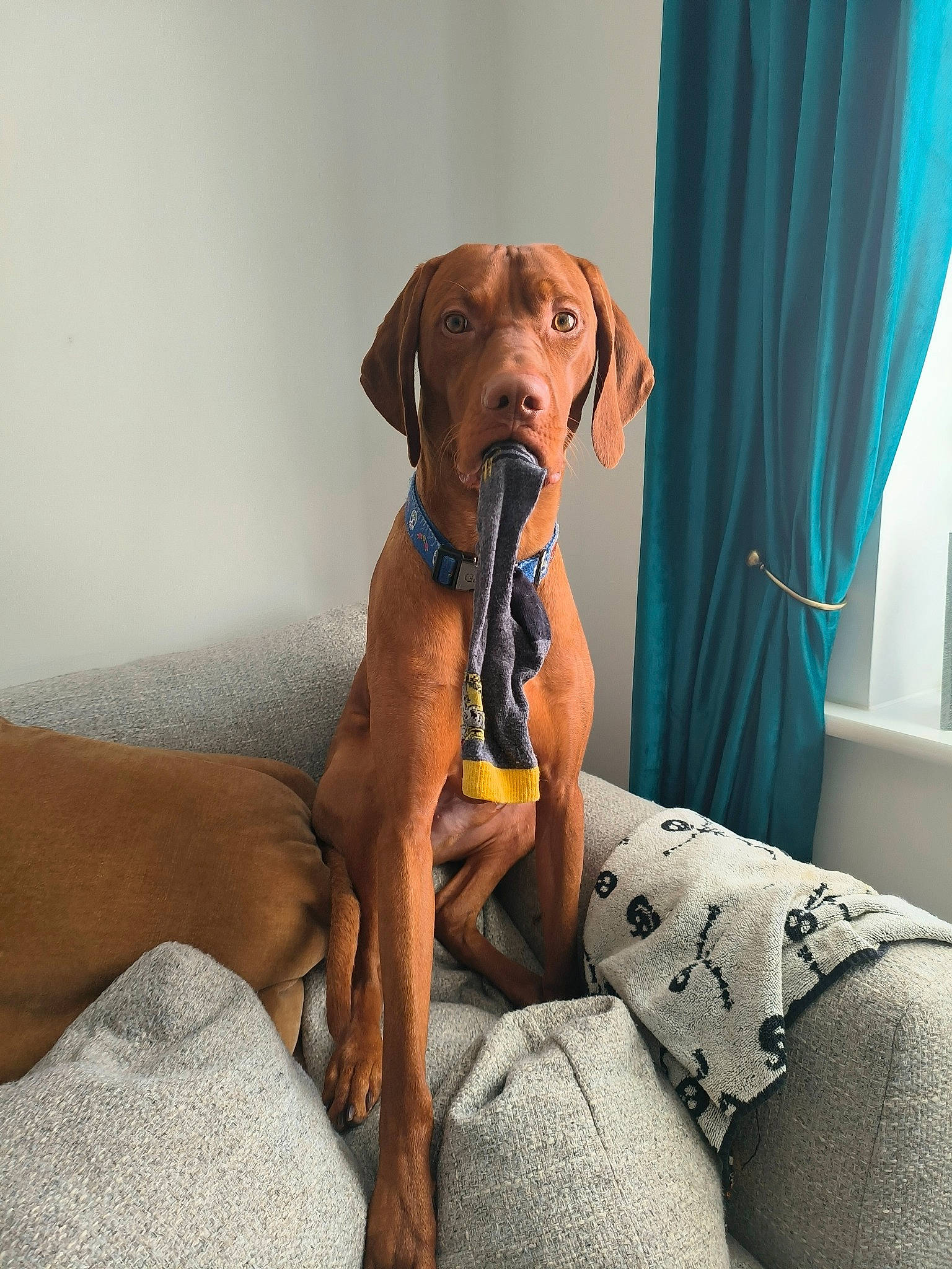Dumbo joined the competition — help win amazing prizes! carnivore, comfort, companion_dog, curtain, dog, dog_breed, dog_collar, dog_supply, fawn, gun_dog, hound, liver, mammal, pet_supply, snout, sporting_group, vertebrate, whiskers, window, working_animal