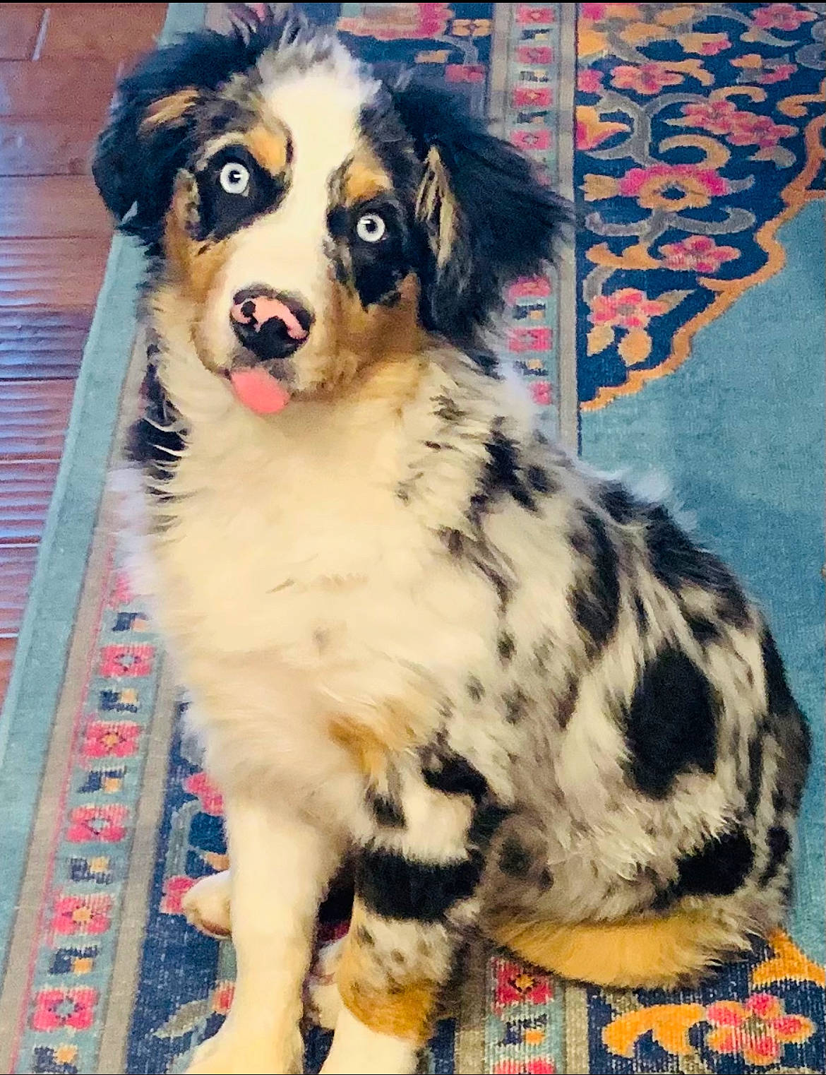 Biscuit is registered to the contest to win money with this photo: ancient_dog_breeds, art, art_paint, canidae, carnivore, companion_dog, dog, dog_breed, fur, herding_dog, paint, painting, pattern, snout, sporting_group, working_animal, working_dog