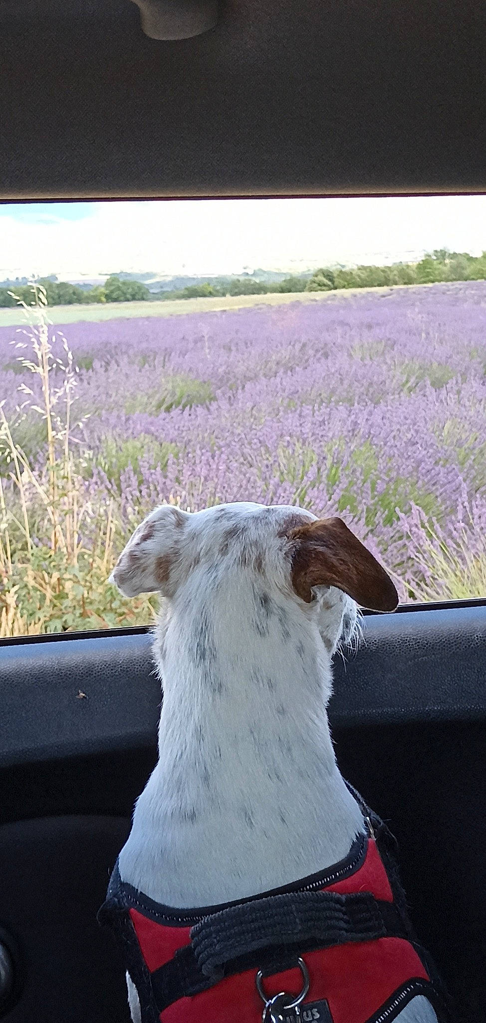 Mooky a rejoint le concours — aidez-le/la à gagner de superbes lots ! carnivore, companion_dog, dog, dog_breed, fawn, flower, grass, grassland, landscape, livestock, pasture, plant, prairie, rural_area, sheep, sky, terrestrial_animal, wildlife, working_animal