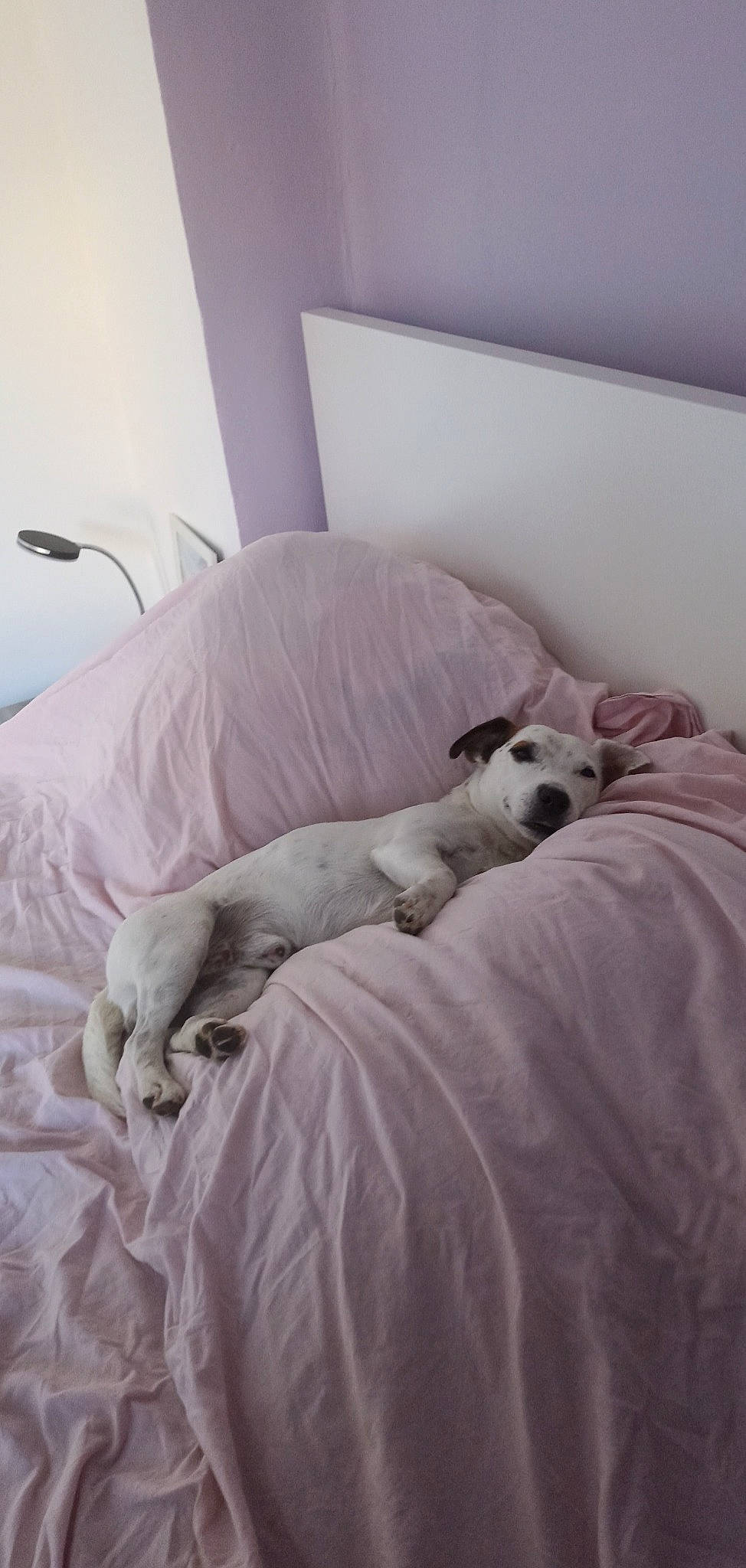 Mooky participe au concours pour gagner de l'argent avec cette photo : bedding, canidae, carnivore, comfort, companion_dog, couch, dog, dog_breed, duvet, fawn, felidae, flooring, grey, linens, nap, room, snout, sporting_group, terrestrial_animal, working_animal