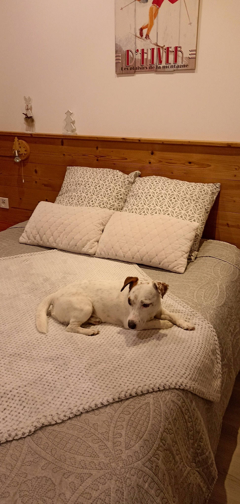 Mooky participe au concours pour gagner de l'argent avec cette photo : bed_frame, bedding, carnivore, comfort, companion_dog, couch, dog, dog_breed, fawn, felidae, floor, flooring, grey, hardwood, house, lamp, linens, studio_couch, window, wood
