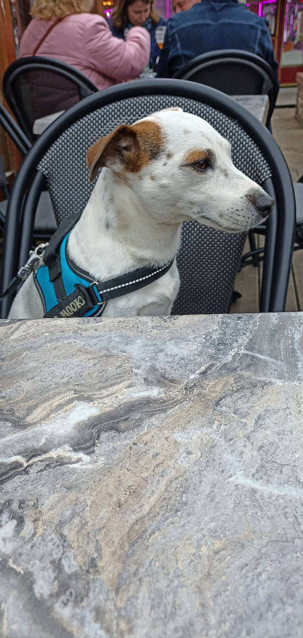 Mooky participe au concours pour gagner de l'argent avec cette photo : canidae, carnivore, chair, collar, companion_dog, dog, dog_breed, dog_collar, dog_supply, eyewear, fawn, leash, pet_supply, rampur_greyhound, sighthound, snout, sporting_group, vision_care, whiskers, working_animal