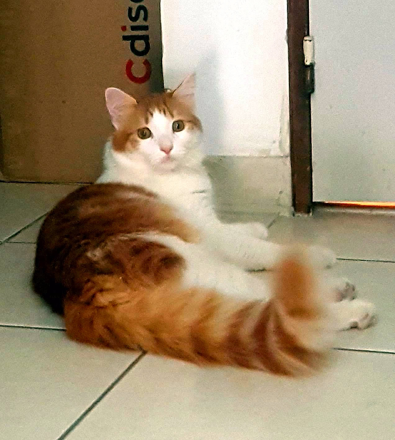 Poppers participe au concours pour gagner de l'argent avec cette photo : aegean_cat, carnivore, cat, cymric, domestic_long_haired_cat, domestic_short_haired_cat, european_shorthair, fawn, felidae, kitten, maine_coon, mammal, norwegian_forest_cat, ragamuffin, small_to_medium_sized_cats, tail, vertebrate, whiskers