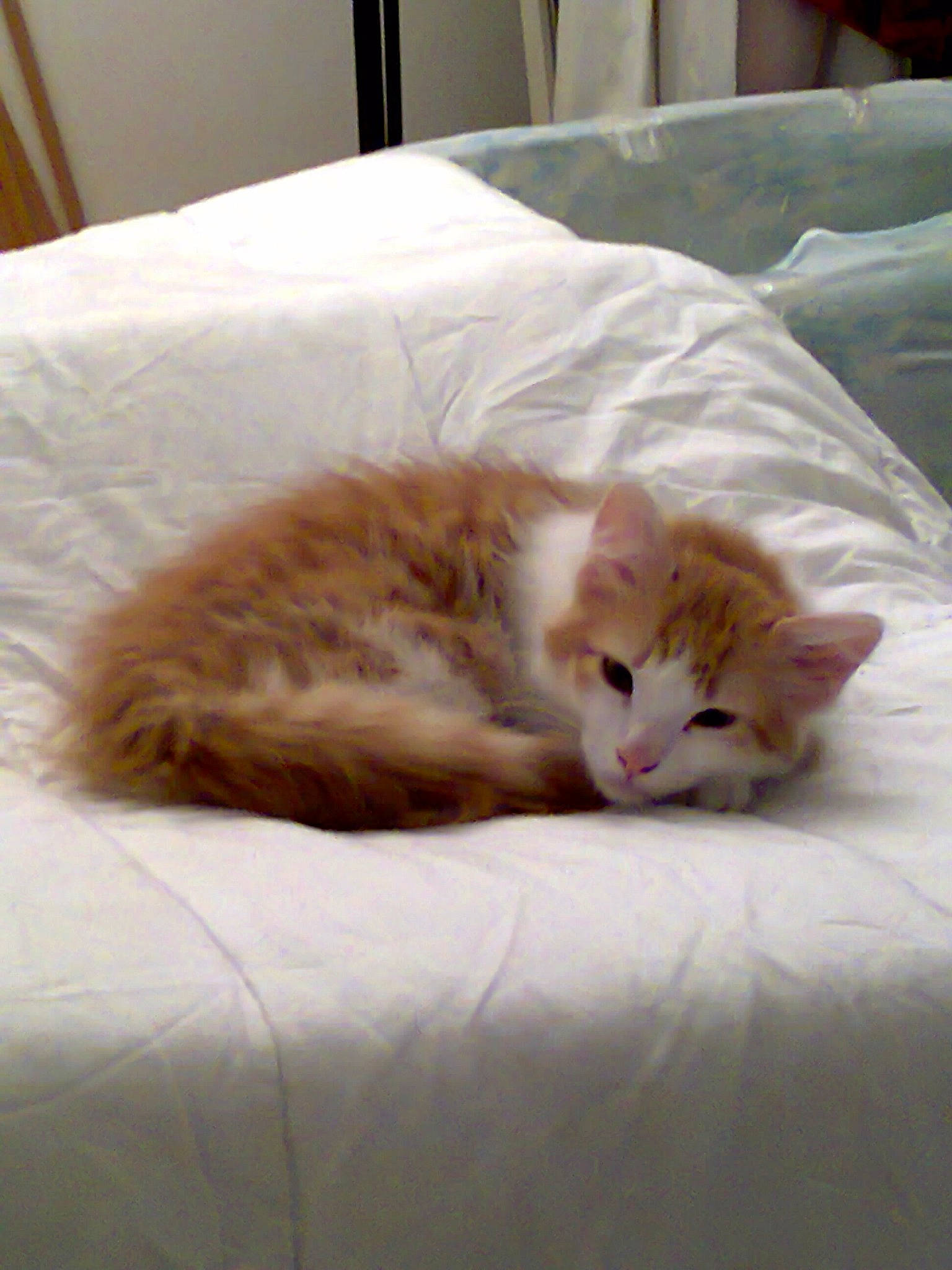 Poppers participe au concours pour gagner de l'argent avec cette photo : aegean_cat, bed, bed_sheet, carnivore, cat, comfort, european_shorthair, fawn, felidae, fur, furniture, kitten, mammal, nap, norwegian_forest_cat, small_to_medium_sized_cats, turkish_van, whiskers