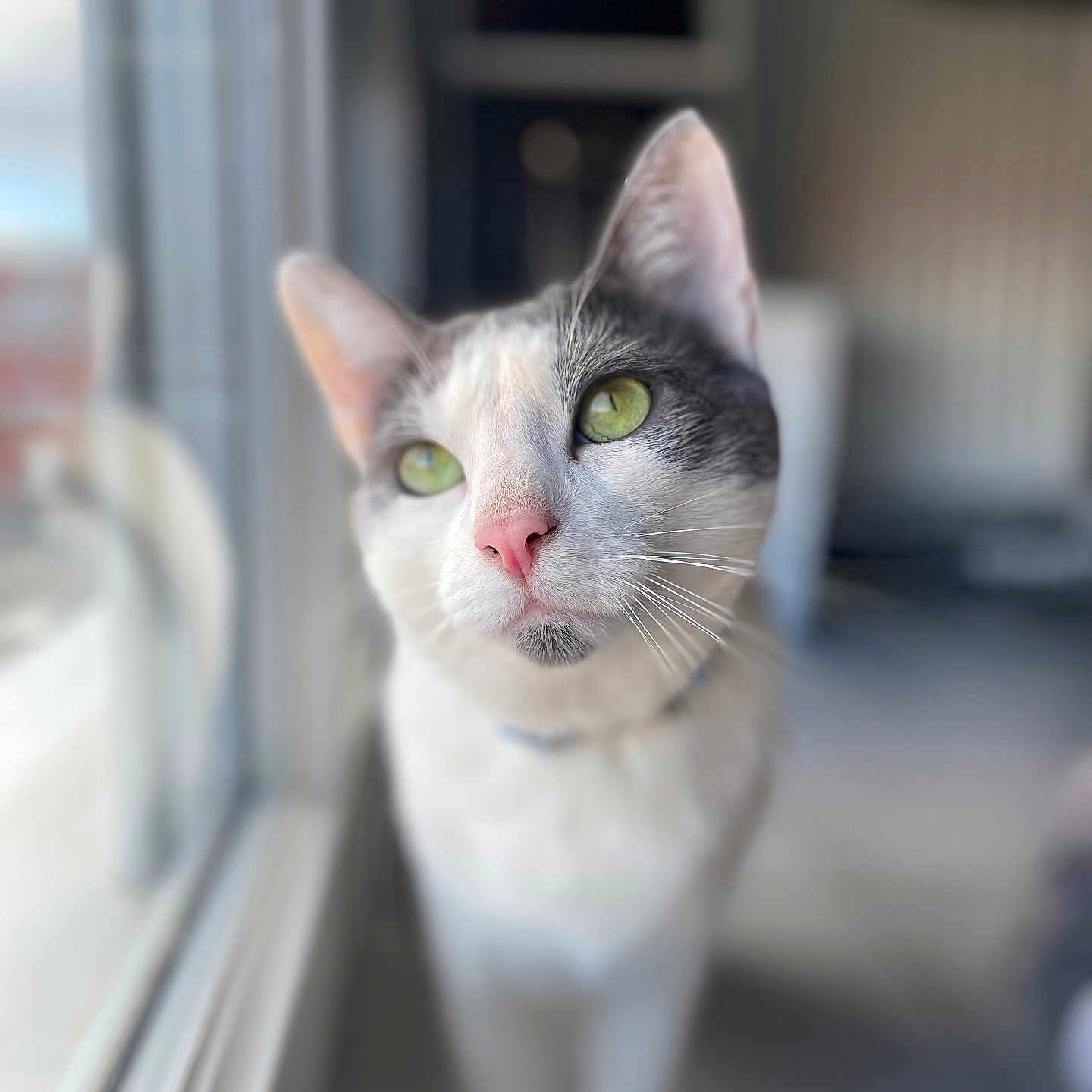 Simba a rejoint le concours — aidez-le/la à gagner de superbes lots ! abyssinian, angora, animal, cat, kitten, manx, pet, siamese, window