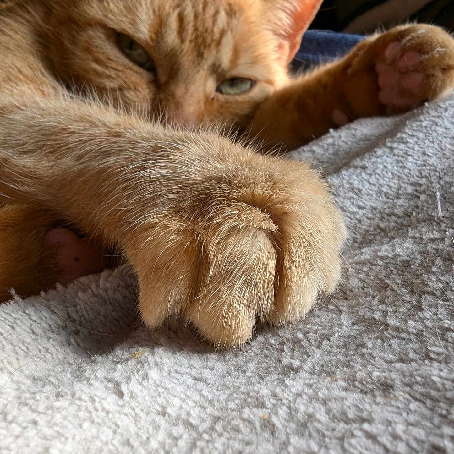 Marteeny