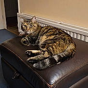 Baylee is registered to the contest to win money with this photo: abyssinian, animal, architecture, barstool, building, cat, chair, couch, cushion, furniture, hardwood, homedecor, indoors, interiordesign, livingroom, manx, ottoman, pet, room, wood