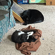 Mccoy joined the competition — help win amazing prizes! animal, black, black_cat, blanket, brown, cardboard_box, carpet, cat, cluttered_room, cozy, furniture, household_items, indoor, pet, relaxing, resting, scratcher, sleeping, tuxedo_cat, white