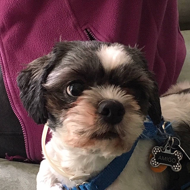 Amigo joined the competition — help win amazing prizes! canidae, carnivore, collar, companion_dog, dog, dog_breed, dog_collar, fur, liver, maltepoo, shih_poo, shih_tzu, sleeve, small_terrier, snout, sporting_group, terrestrial_animal, terrier, toy_dog, working_animal