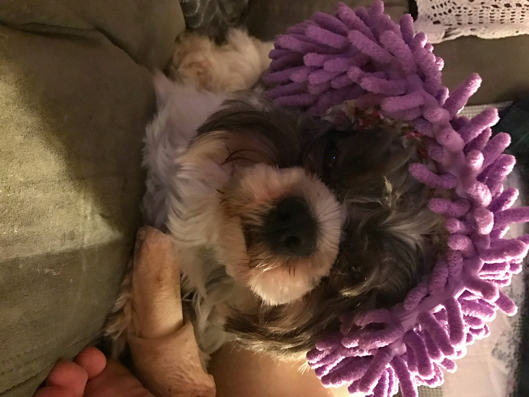 Amigo joined the competition — help win amazing prizes! annual_plant, artificial_flower, carnivore, companion_dog, cut_flowers, dog, dog_breed, floral_design, flower, fur, magenta, pattern, petal, pink, plant, pollen, small_terrier, terrier, toy, toy_dog