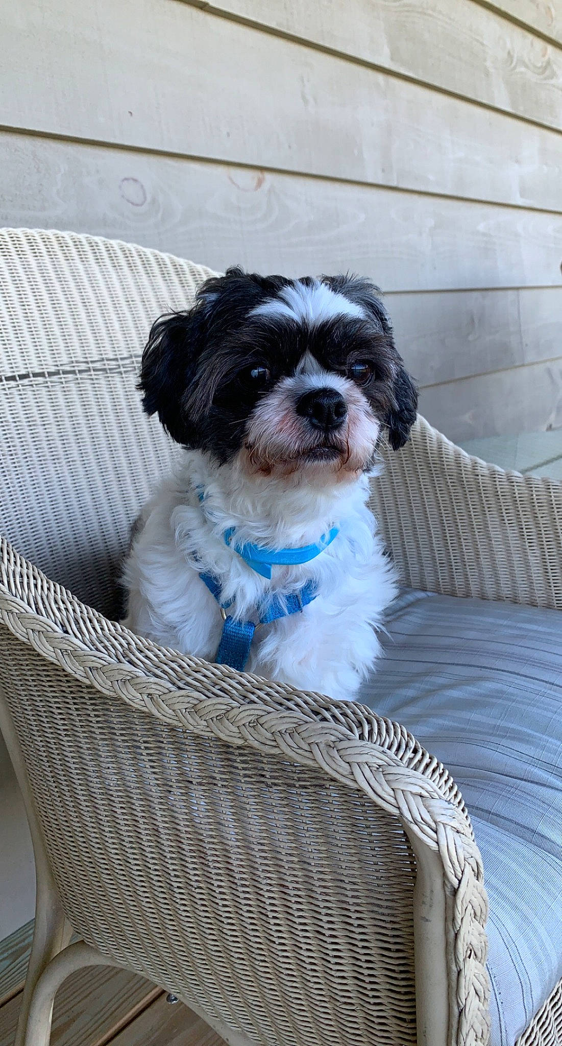 Amigo is registered to the contest to win money with this photo: basket, canidae, carnivore, chair, companion_dog, dog, dog_breed, dog_collar, dog_supply, fur, liver, shih_tzu, small_terrier, snout, sporting_group, terrier, toy_dog, water_dog, wicker, working_animal