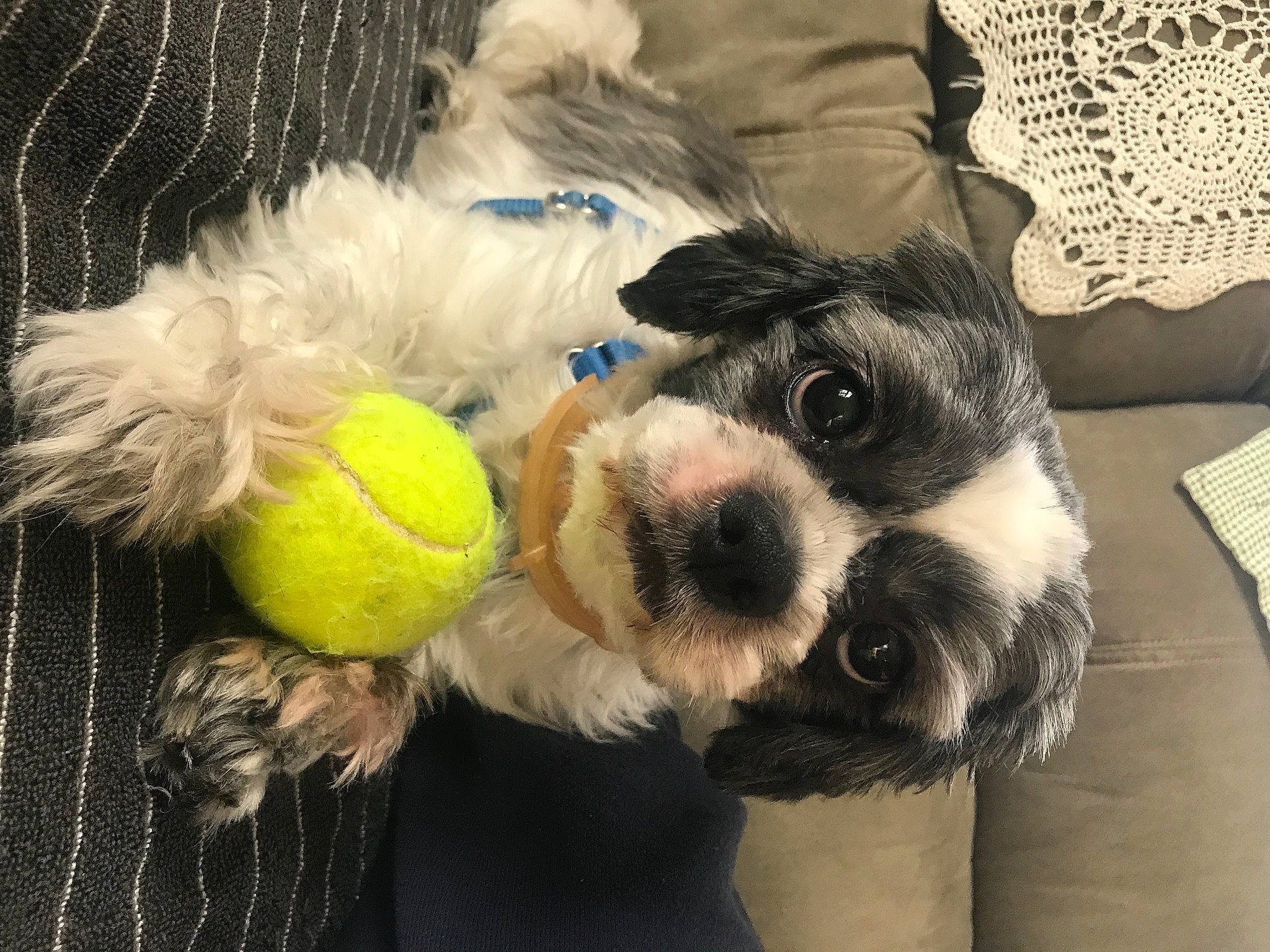 Amigo is registered to the contest to win money with this photo: carnivore, companion_dog, dog, dog_breed, dog_clothes, dog_collar, dog_supply, fawn, goggles, hat, pet_supply, small_terrier, snout, stuffed_toy, sunglasses, tennis_ball, toy, toy_dog, vision_care, working_animal