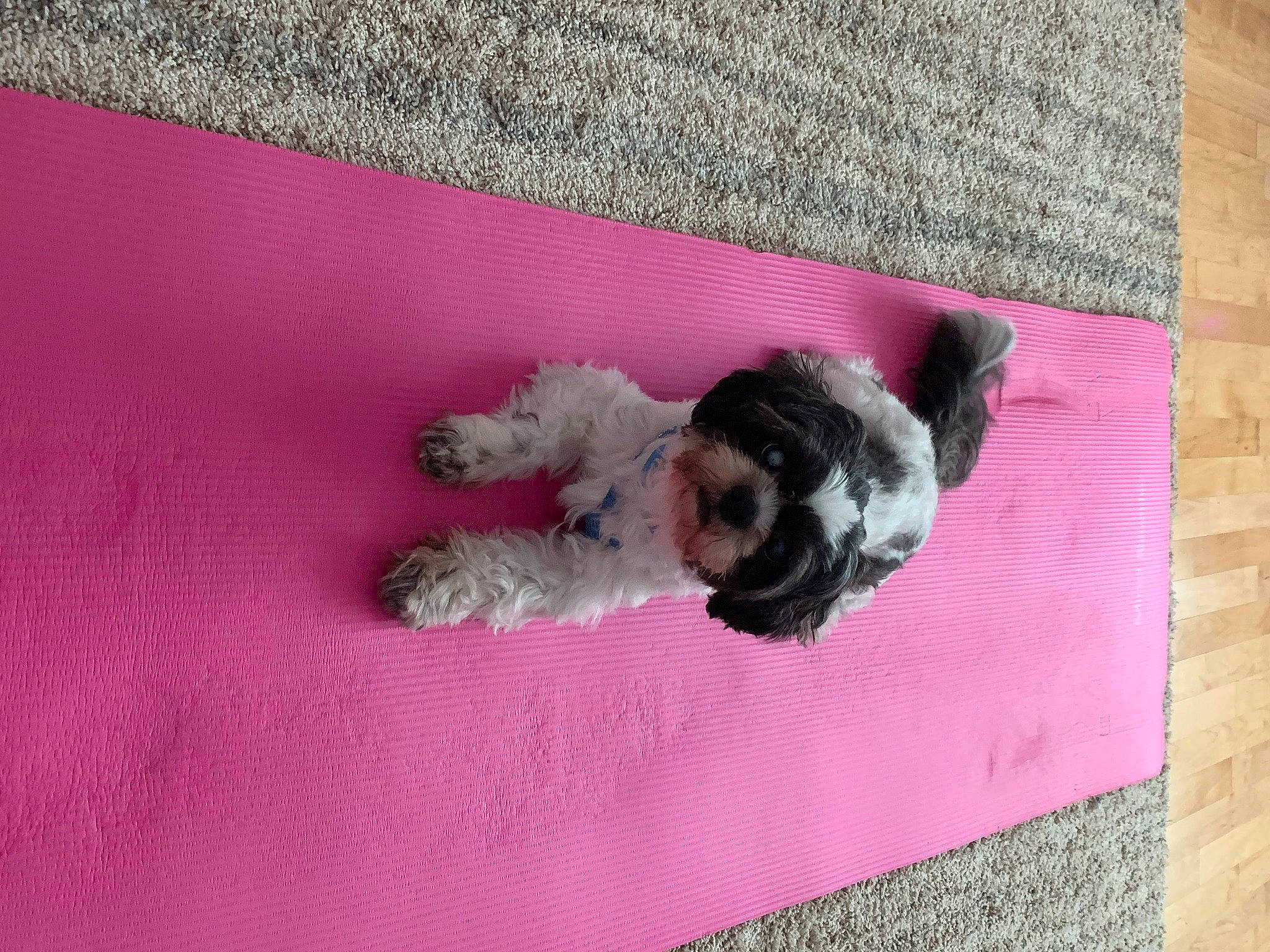 Amigo joined the competition — help win amazing prizes! carnivore, companion_dog, dog, dog_breed, dog_supply, fawn, floor, flooring, magenta, mammal, pink, purple, rectangle, snout, tail, toy_dog, vertebrate, violet, wall, wood