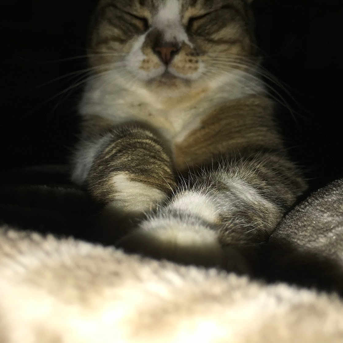 Doudou