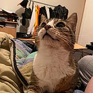 Doudou participe au concours pour gagner de l'argent avec cette photo : animal, blanket, cat, clothing, cozy, curious, cute, domestic_animal, fur, furniture, home, indoor, looking_up, mammal, pet, quilt, relaxing, room, tabby_cat, whiskers