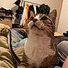 animal, blanket, cat, clothing, cozy, curious, cute, domestic_animal, fur, furniture, home, indoor, looking_up, mammal, pet, quilt, relaxing, room, tabby_cat, whiskers