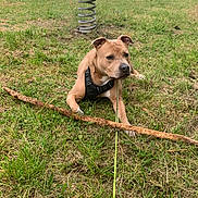 Baxter a rejoint le concours — aidez-le/la à gagner de superbes lots ! animal, brown_dog, canine, daylight, dog, field, grass, leash, leisure, nature, outdoor, park, pet, play, playground, resting, slide, spring_rider, stick, young_dog