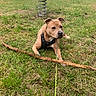animal, brown_dog, canine, daylight, dog, field, grass, leash, leisure, nature, outdoor, park, pet, play, playground, resting, slide, spring_rider, stick, young_dog