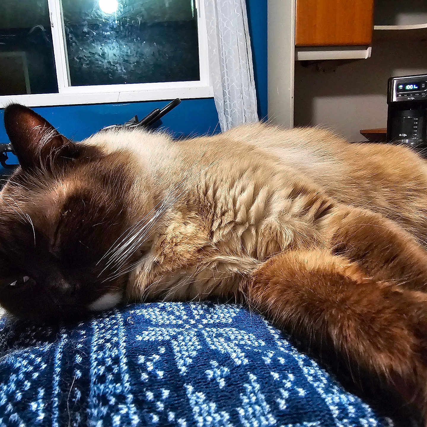Gizmo is registered to the contest to win money with this photo: animal, bed, bedroom, cat, computer, computerhardware, couch, electronics, furniture, hardware, indoors, manx, mobilephone, monitor, pc, pet, phone, room, screen, siamese
