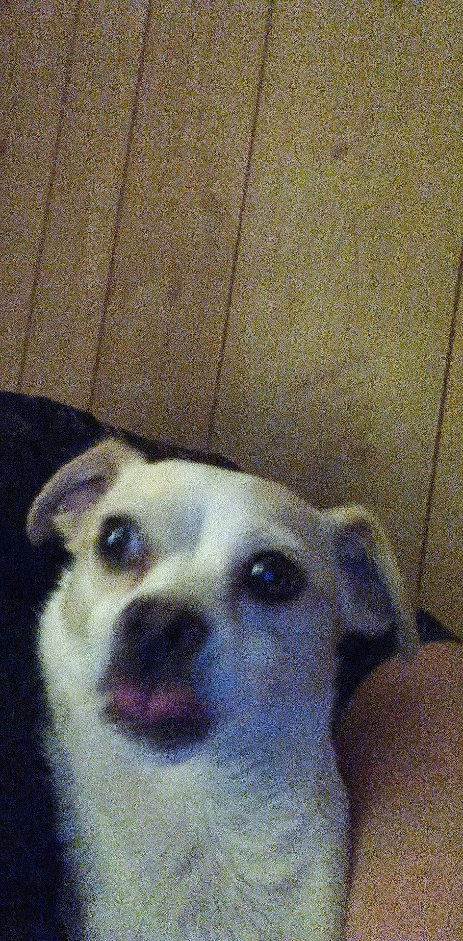 Jacqueline is registered to the contest to win money with this photo: canidae, carnivore, companion_dog, dog, dog_breed, fawn, fur, non_sporting_group, paw, pet_supply, sporting_group, terrestrial_animal, whiskers, working_animal