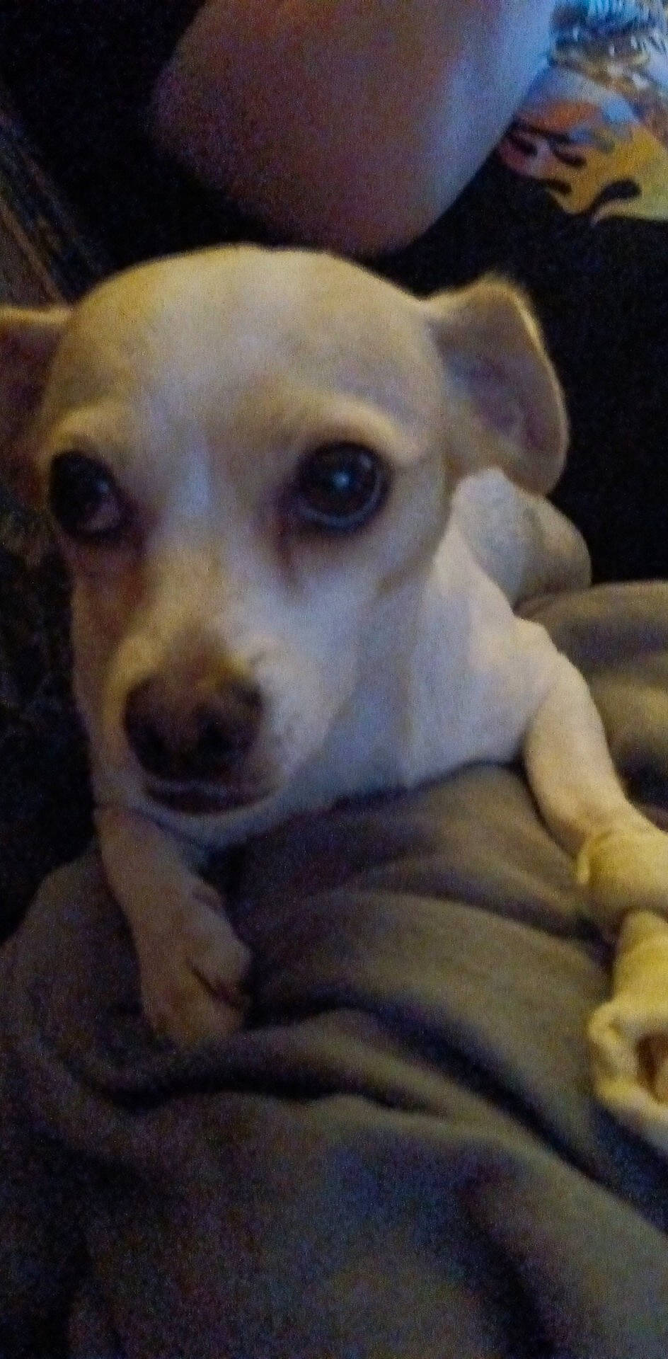 Jacqueline is registered to the contest to win money with this photo: canidae, carnivore, comfort, companion_dog, dog, dog_breed, ear, fawn, fur, non_sporting_group, puppy, puppy_love, snout, sporting_group, street_dog, terrestrial_animal, toy_dog, whiskers, working_animal