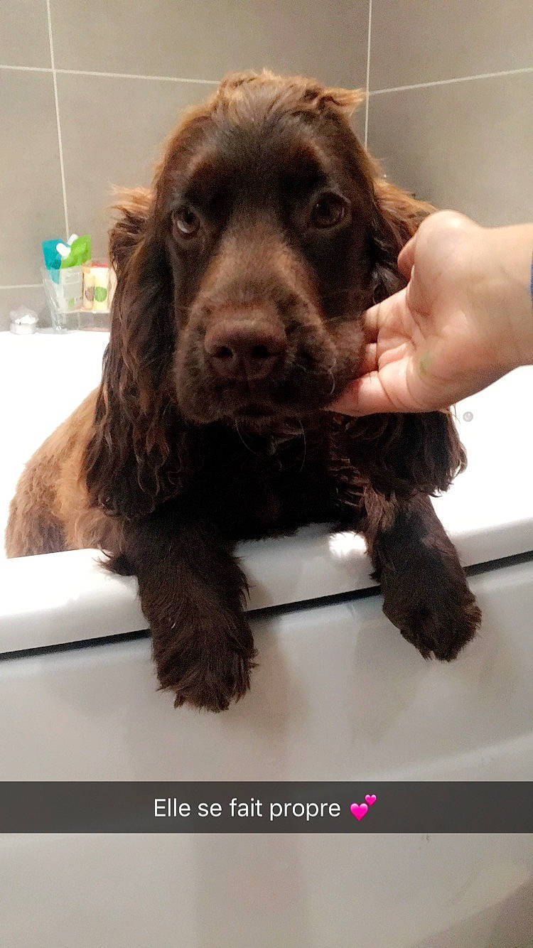 Ninon a rejoint le concours — aidez-le/la à gagner de superbes lots ! american_cocker_spaniel, boykin_spaniel, carnivoran, companion_dog, dog, dog_breed, dog_breed_group, dog_like_mammal, english_cocker_spaniel, field_spaniel, german_spaniel, person, snout, spaniel, sporting_group, sussex_spaniel